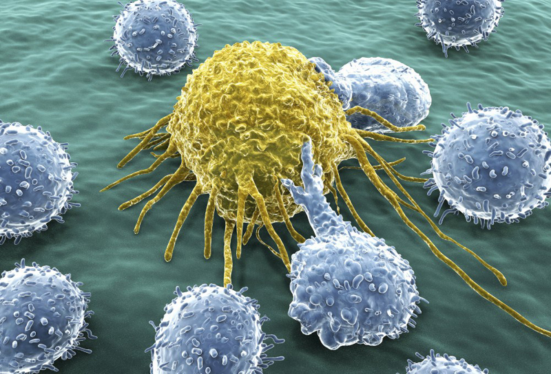 Natural killer cells (blue) attacking an unwanted intruder (yellow)