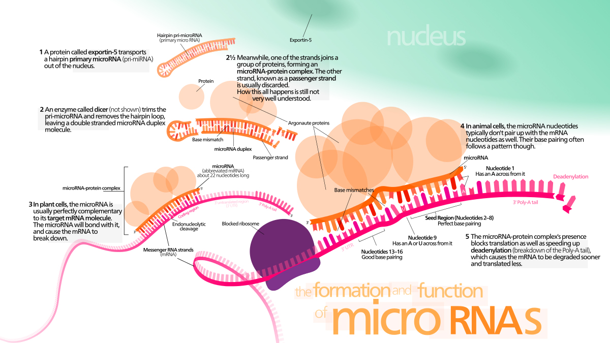 Diagram of the action of miRNA with mRNA (By Kelvinsong - Own work, CC BY 3.0, bit.ly/1Rx9LTW)