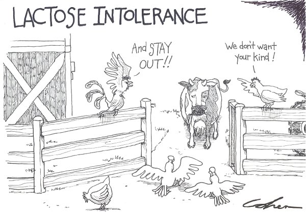 Lactose is one of the constituents of milk that can contribute to intolerances (Cohen cartoons http://bit.ly/2c21A47) 