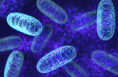 Mitochondria – An overview of structure and function