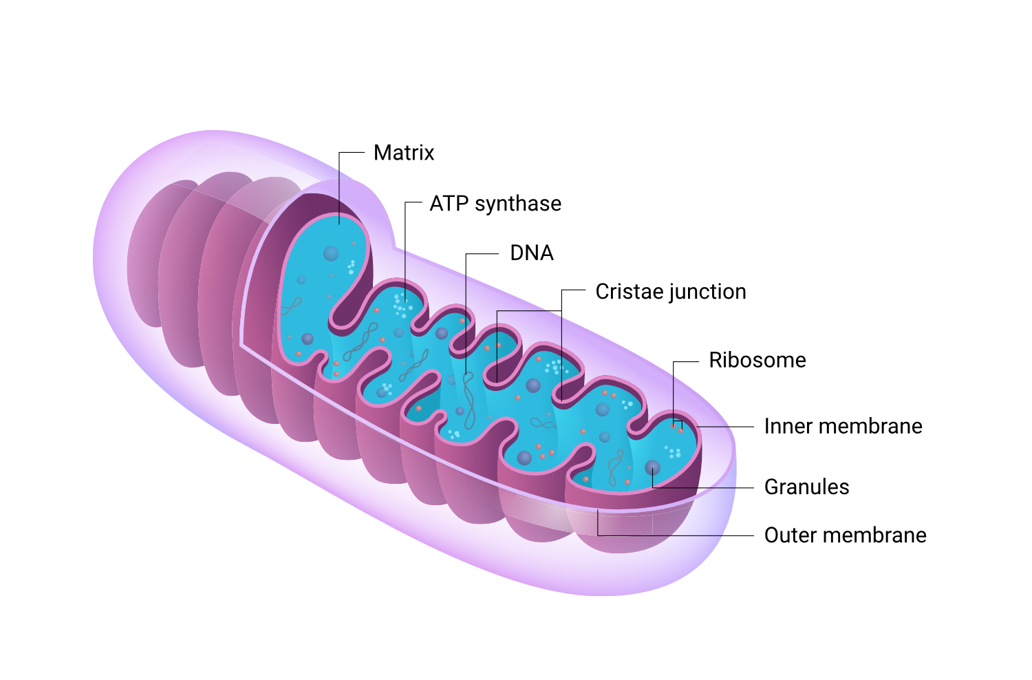 Parts Of The Mitochondria Diagram LOHJCK