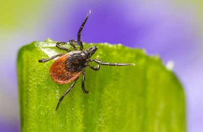 Could ME/CFS be caused by undiagnosed Lyme disease or other bacterial infections?