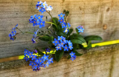 Experiences of those with severe ME/CFS – “A stolen life”